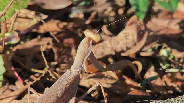 Brown mantis on the floor.