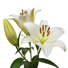 Obraz premium Elegant White Lily Flowers with Green Leaves and Buds Isolated on White Background