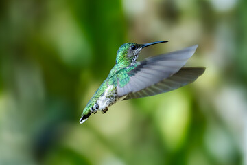 Fototapeta premium Sparkling violetear (Colibri coruscans) Ecuador