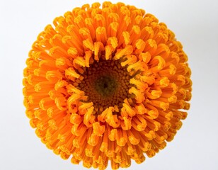 Overhead view of a vibrant orange flower, tightly packed petals, isolated
