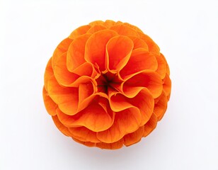 Top-down view of a vibrant orange flower against a clean white backdrop
