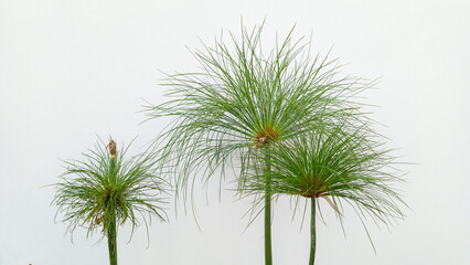 Minimalist papyrus plant stems against a clean white wall. Cyperus papyrus with thin green leaves. Simple botanical design for modern home decor and nature background.