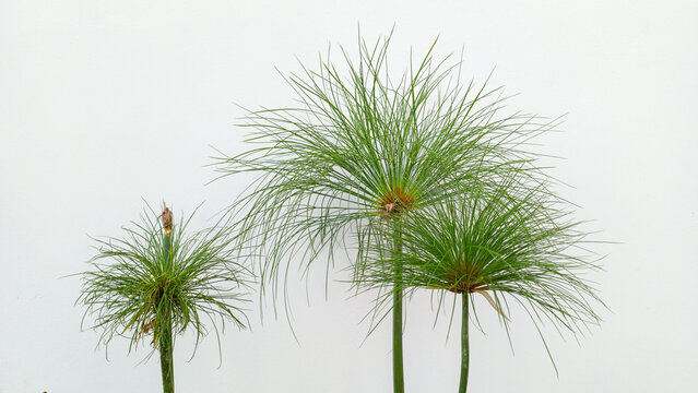 Minimalist papyrus plant stems against a clean white wall. Cyperus papyrus with thin green leaves. Simple botanical design for modern home decor and nature background.
