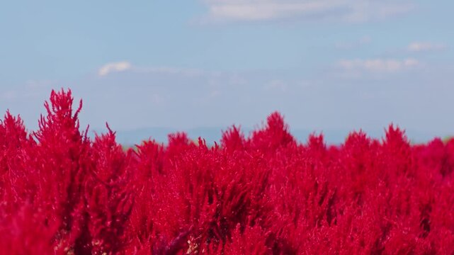Red Celosia Argentea or Plumped Cockscomb Flowers.