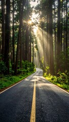 Fototapeta premium Curving asphalt road flanked by tall trees, sunlight streaming. Center yellow line guides the eye towards the forest depth