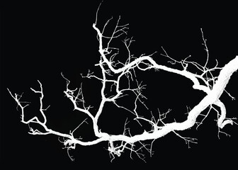 Silhouette of bare branche of a tree isolated on black background. Black and white vector illustration
