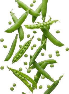 Several bright green fresh pea pods some whole and some opened revealing round edible peas appear to be falling vegetable garden ingredient shelling peas legume raw healthy transparent background
