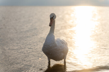 Swan in the beautiful sunset over the lake - yellow tone