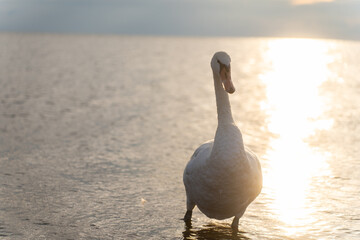 Swan in the beautiful sunset over the lake - yellow tone