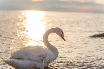 Swan in the beautiful sunset over the lake - yellow tone