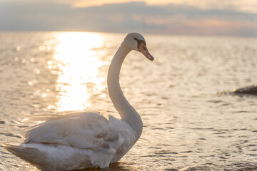 Swan in the beautiful sunset over the lake - yellow tone
