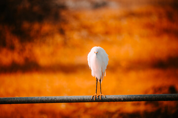 Snowy Egret