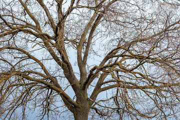 Fototapeta premium Japanese acacia with pods and no leaves in winter. Sophora japonica.