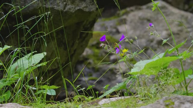 Footage capturing the natural beauty of Matlas Canyon, located in the Republic of Dagestan, within the majestic Caucasus Mountains region. The scene features lush green vegetation, rocks, and small pu