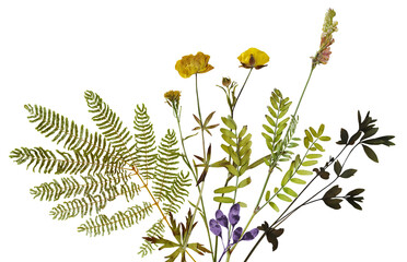 realistic photograph of a delicate fern frond and wildflowers with purple buds and yellow buttercups, set against a stark transparent background. © Sue