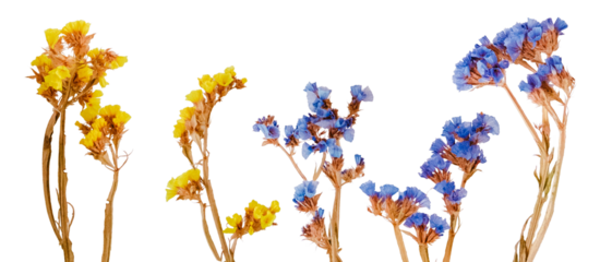 delicate dried statice flowers in vibrant yellow and blue hues, showcasing their tiny, clustered blossoms on thin, woody stems.