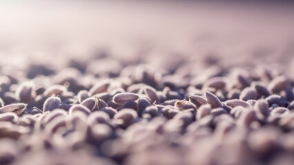 Obraz premium Close up of numerous small seeds illuminated by soft light abstract background