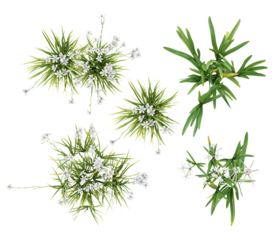 top-down view of small white flowers and green grassy foliage, isolated on a transparent background, showcasing delicate blooms and dense botanical textures.