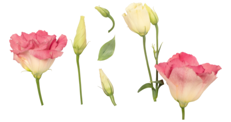 collection of pink and cream lisianthus flowers, buds, and leaves artistically arranged on a transparent background for decorative purposes.