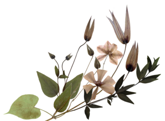 artistic composition of dried pink flowers, prominent seed pods, and detailed green leaves, presented on a black backdrop for a striking visual statement.