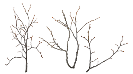 bare winter tree branches with tiny buds, isolated on black, symbolizing dormancy and anticipation