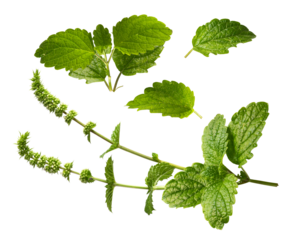 vibrant green mint plant with inflorescence and leaves, isolated on transparent background for design