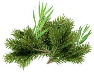 close-up of lush green pine tree branches with delicate green blades of grass and abstract white geometric shapes on a transparent background