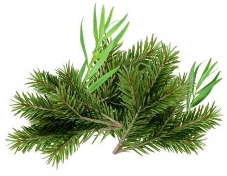 close-up of lush green pine tree branches with delicate green blades of grass and abstract white geometric shapes on a transparent background - Powered by Adobe