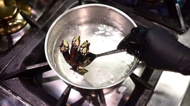 Chef cooking gooseneck barnacles in boiling water