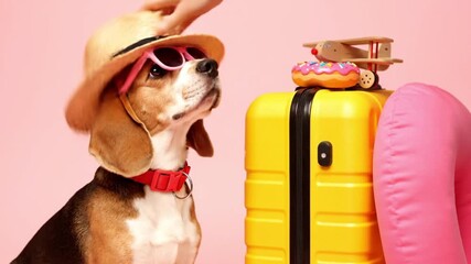 Cute Beagle Dog Dressed in Summer Hat and Sunglasses Ready for Vacation with Yellow Suitcase and Travel Accessories