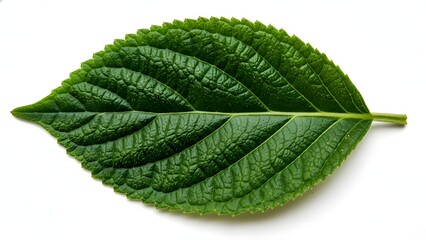 Obraz premium Fresh Green Leaf with Detailed Veins Isolated on White Background