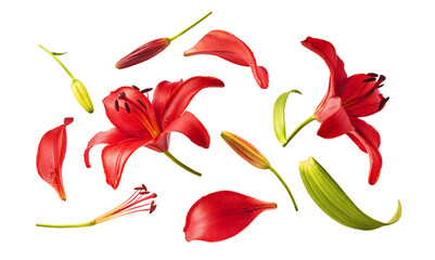 Flat lay composition of beautiful red lily flowers, buds and petals isolated on white background. Top view of fresh blooming lilium plant elements. Spring floral pattern. © Agave Studio