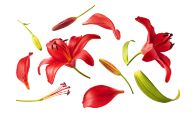 Flat lay composition of beautiful red lily flowers, buds and petals isolated on white background. Top view of fresh blooming lilium plant elements. Spring floral pattern.