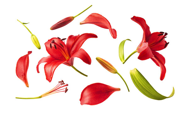 Flat lay composition of beautiful red lily flowers, buds and petals isolated on white background. Top view of fresh blooming lilium plant elements. Spring floral pattern.