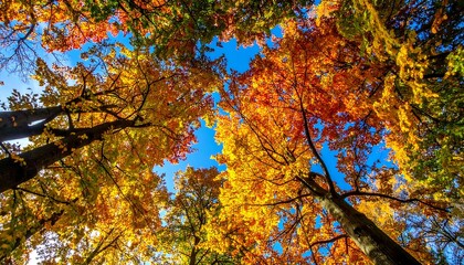 A low-angle shot of a tree's vibrant autumn leaves against a clear blue sky