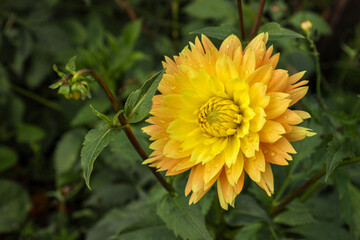 yellow-orange flower of decorative dahlia with raindrops on the petals