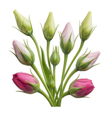 Fototapeta premium Blooming flower buds nature beauty isolated on transparent background