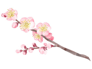 梅　ピンク色の花咲く枝　水彩　イラスト