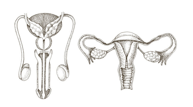 Female and male reproductive system