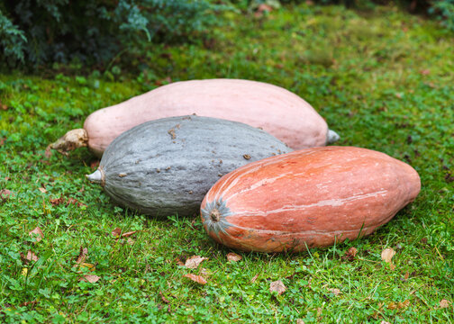 Colorful autumn harvest  of three large, ripe heirloom banana squashes: "Guatemalan Blue'", "Pink Jumbo Banana" and "North Georgia Candy" (Cucurbita maxima). Gardening, cooking and autumnal concepts.