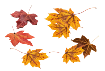 a close-up composition of several freshly plucked tea leaves with delicate stems, presented on a stark transparent background for a clean look.