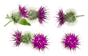 collection of thistle flower heads, displaying vibrant purple petals and prickly green casings, isolated.
