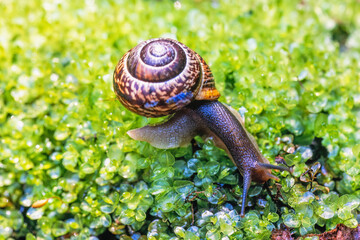 Snail with a shell crawling on green moss © Lars Johansson