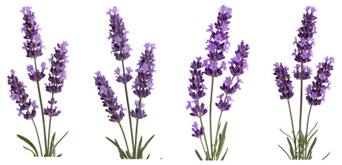 Vibrant Lavender, Lavender Flowers, and Purple Flowers: Aromatic Plant and Fragrant Herb for Relaxation and Natural Beauty on White Background.