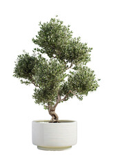 Elegant Olive tree Bonsai Potted plant with vibrant Green leaves in a stylish White pot, perfect for modern home decor.