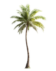 Stunning Palm tree, a vibrant Tropical tree also known as a Coconut tree, featuring lush Green leaves against a clean White background ? perfect for design projects.