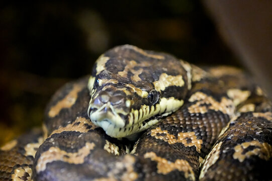 Portrait of a carpet python. Close-up of the snake. Morelia spilota.

