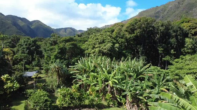 Taro Field Rising up through the forest to reveal a hidden tropical valley with a lush jungle canopy