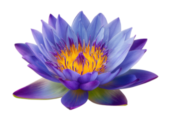Blue and purple water lily bloom, radiant yellow center