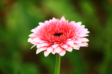 Transvaal Daisy or Gerbera or Barberton Daisy or African Daisy flower blooming in the garden with soft background
